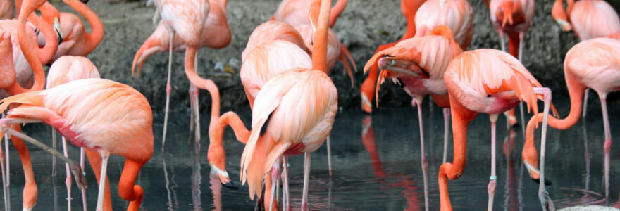 zoo insolite